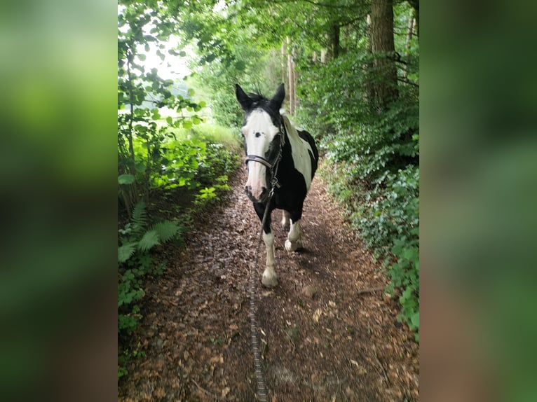 Tinker Croisé Jument 23 Ans 148 cm Pinto in Mainburg