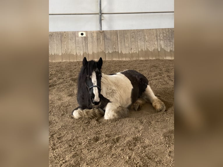 Tinker Jument 23 Ans 150 cm Pinto in Bergkirchen