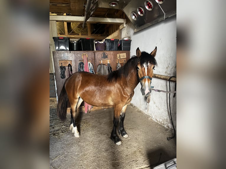 Tinker Croisé Jument 2 Ans 140 cm Bai in Sonnleiten