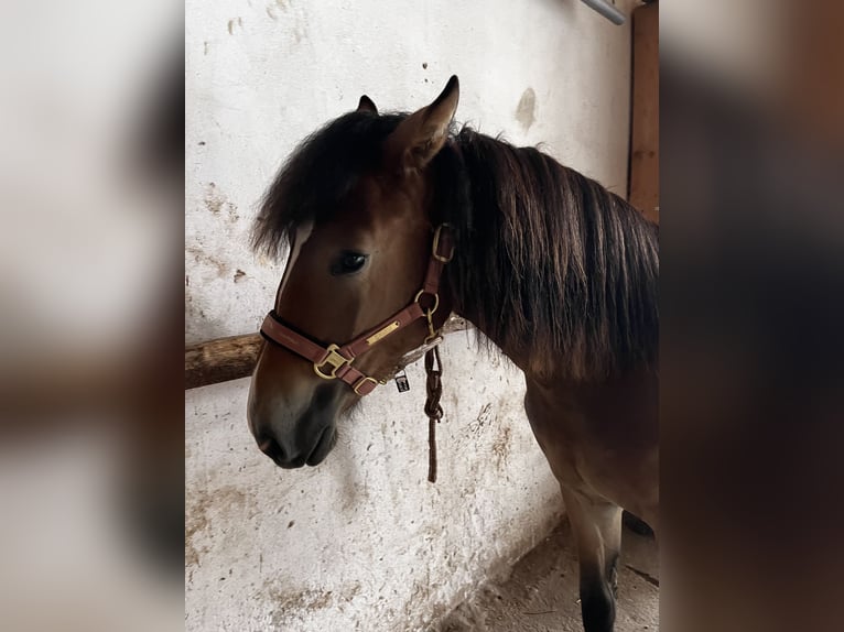 Tinker Croisé Jument 2 Ans 140 cm Bai in Sonnleiten