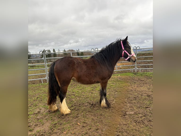 Tinker Jument 2 Ans 142 cm Bai in Bad Neuenahr-Ahrweiler