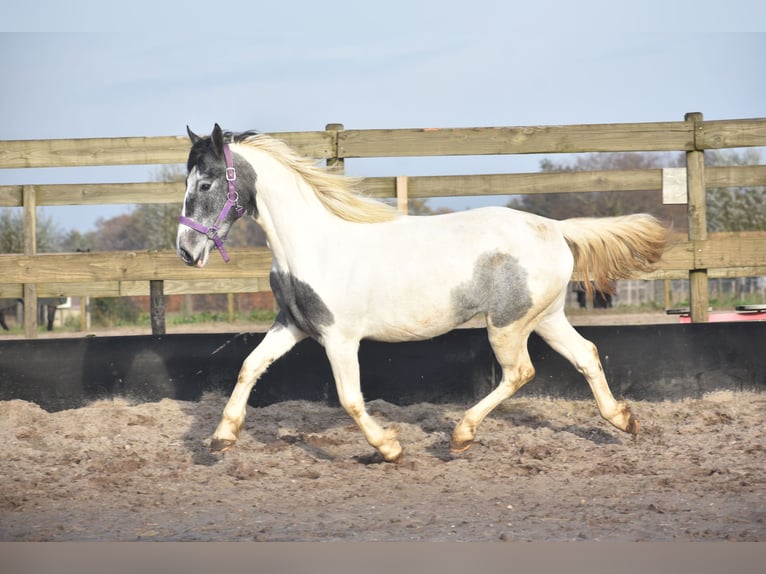 Tinker Jument 2 Ans 143 cm Tobiano-toutes couleurs in Achtmaal