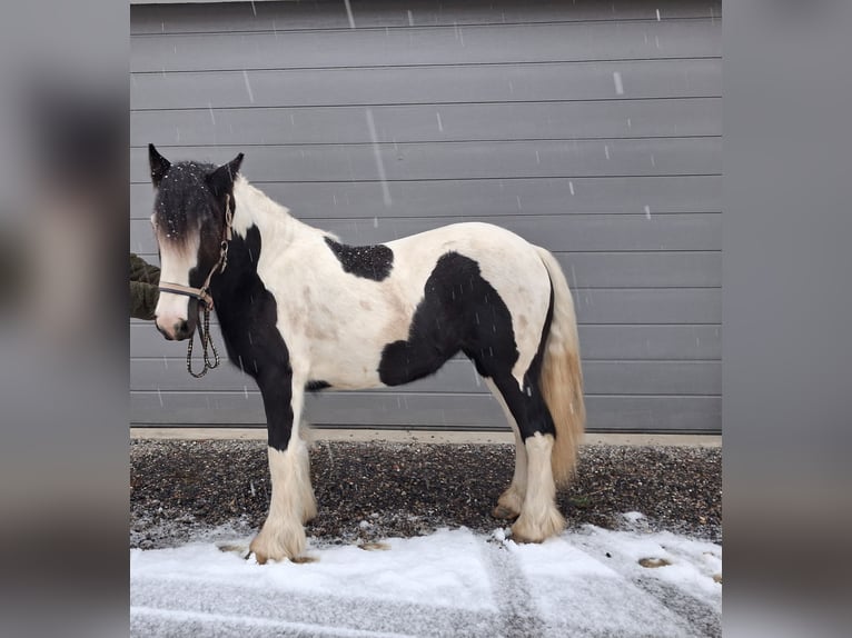 Tinker Jument 2 Ans 150 cm in Oberstaufen