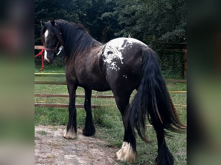 Tinker Jument 2 Ans 152 cm Léopard in Rathenow