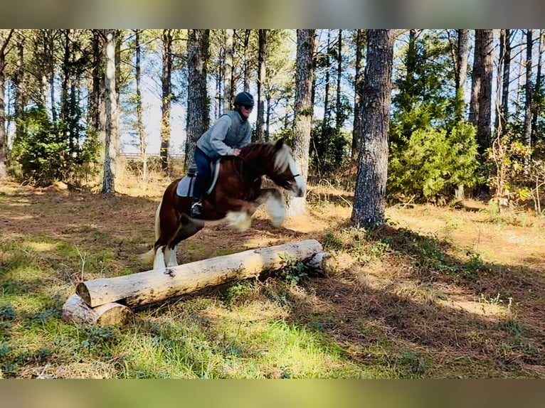 Tinker Jument 3 Ans 140 cm Alezan brûlé in Johnston