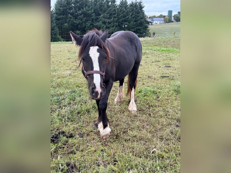 Tinker Jument 3 Ans 144 cm Noir in Daleiden