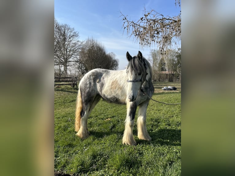 Tinker Jument 3 Ans 145 cm Pinto in Achstetten