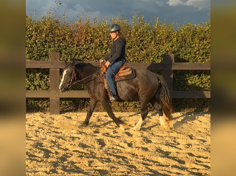 Tinker Jument 3 Ans 147 cm Noir in Daleiden