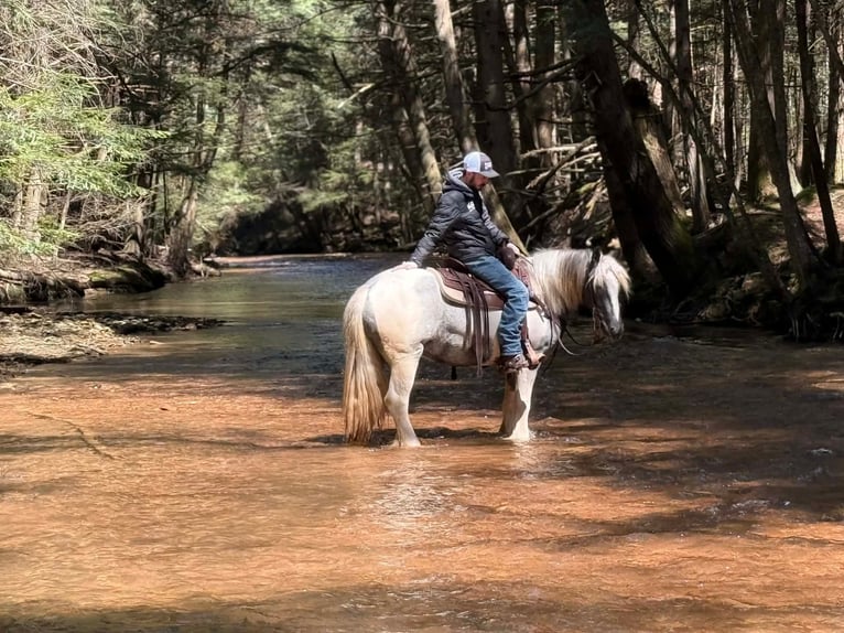 Tinker Jument 3 Ans 147 cm Pinto in Clarion
