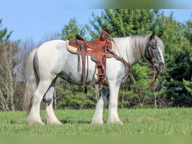 Tinker Jument 3 Ans 147 cm Pinto in Clarion