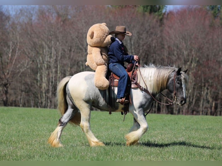 Tinker Jument 3 Ans 147 cm Pinto in Clarion