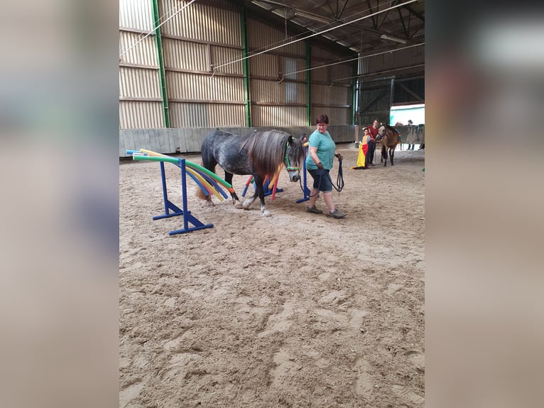 Tinker Jument 3 Ans 148 cm in Lehrte