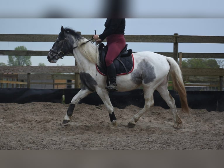 Tinker Jument 3 Ans 148 cm Pinto in Achtmaal