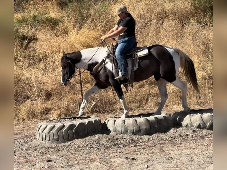 Tinker Jument 3 Ans 150 cm Grullo in Bitterwater CA