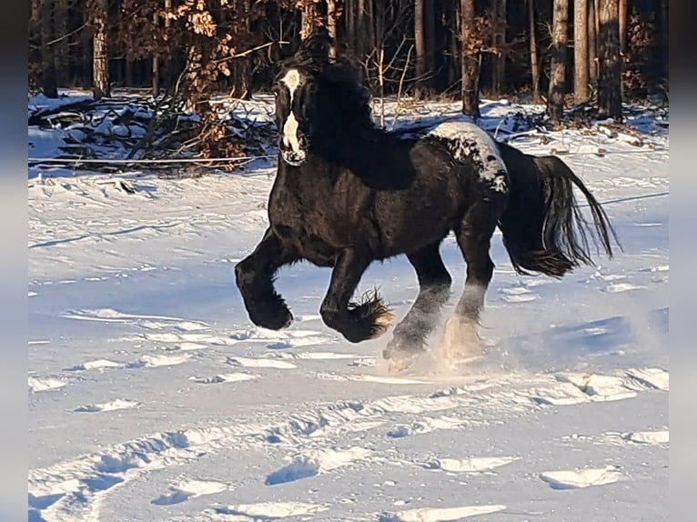 Tinker Jument 3 Ans 152 cm Léopard in Rathenow