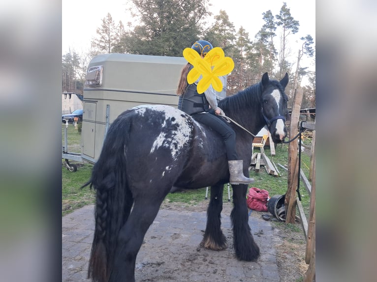 Tinker Jument 3 Ans 153 cm Léopard in Rathenow