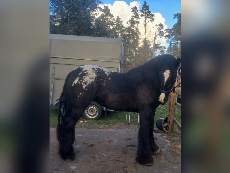 Tinker Jument 3 Ans 153 cm Léopard in Rathenow