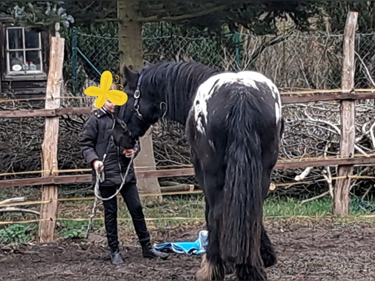 Tinker Jument 3 Ans 153 cm Léopard in Rathenow