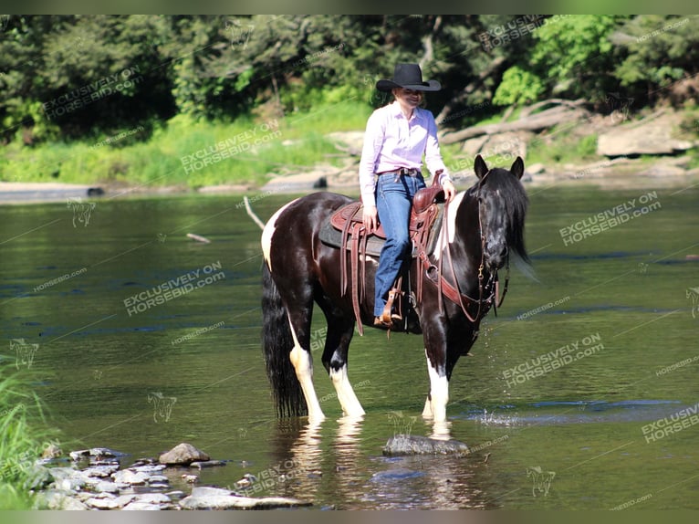 Tinker Jument 3 Ans 155 cm Pinto in Clarion, PA