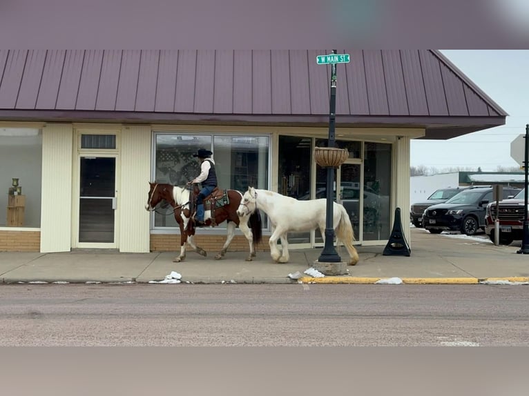 Tinker Jument 3 Ans Buckskin in Valley Springs, SD