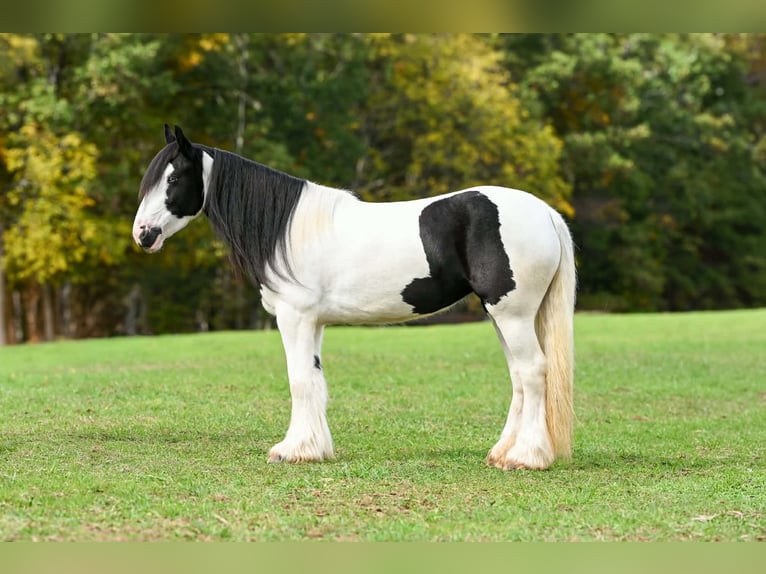 Tinker Jument 3 Ans Pinto in Clearville