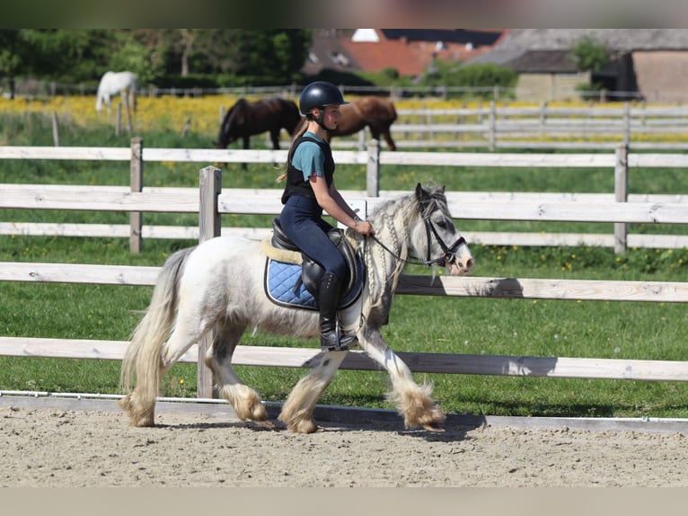 Tinker Jument 4 Ans 116 cm Pinto in Bogaarden