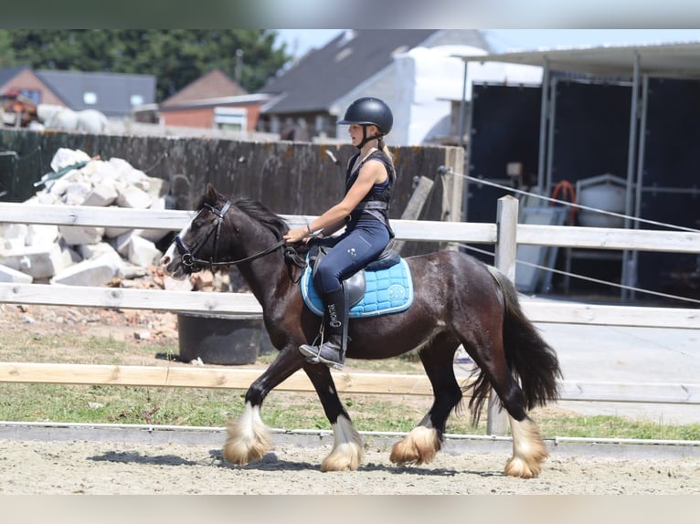 Tinker Jument 4 Ans 120 cm Noir in Pepingen