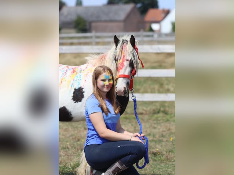 Tinker Jument 4 Ans 120 cm Pinto in Pepingen
