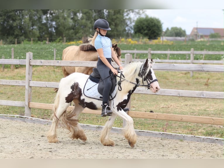 Tinker Jument 4 Ans 120 cm Pinto in Pepingen
