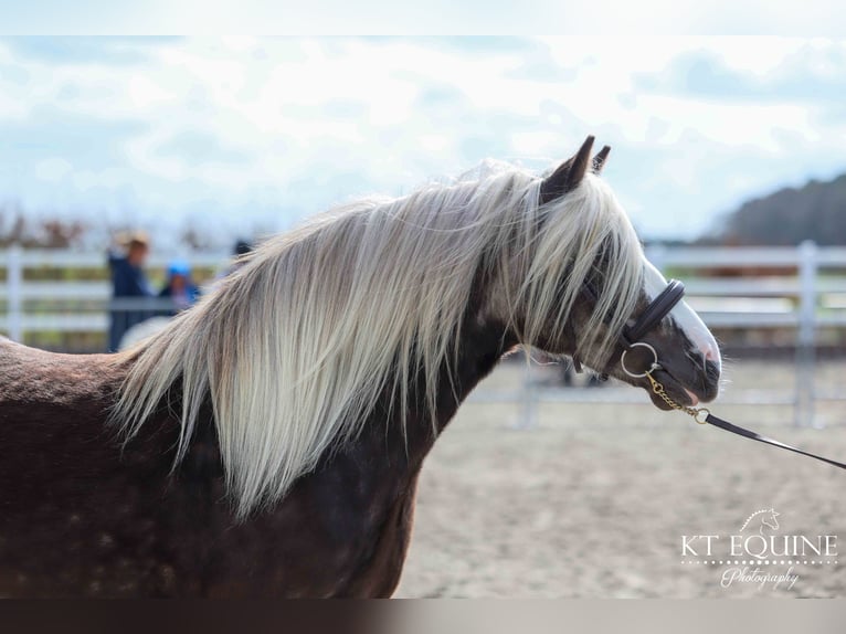 Tinker Jument 4 Ans 122 cm Isabelle in Lancashire