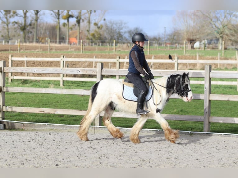 Tinker Jument 4 Ans 122 cm Pinto in Pepingen