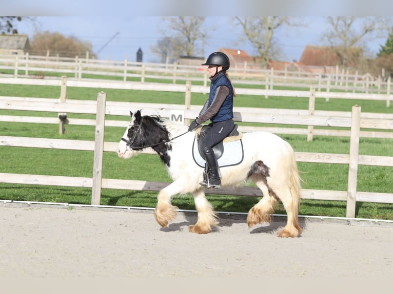 Tinker Jument 4 Ans 122 cm Pinto in Pepingen