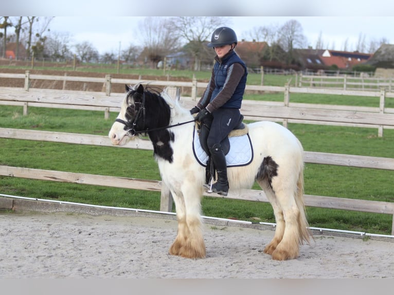 Tinker Jument 4 Ans 122 cm Pinto in Pepingen