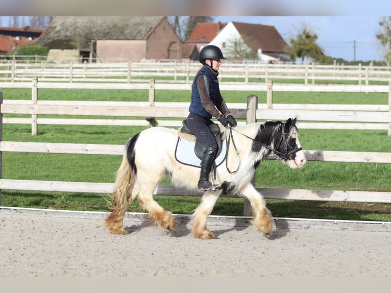 Tinker Jument 4 Ans 122 cm Pinto in Pepingen