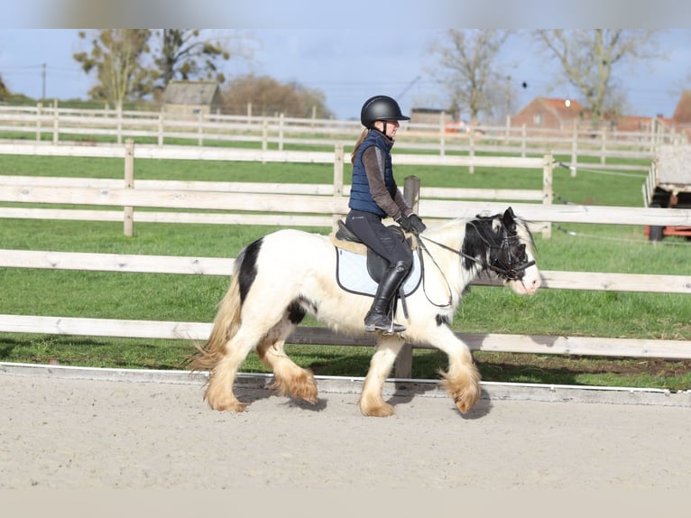 Tinker Jument 4 Ans 122 cm Pinto in Pepingen