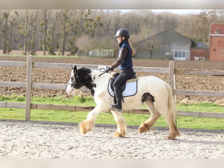 Tinker Jument 4 Ans 122 cm Pinto in Pepingen