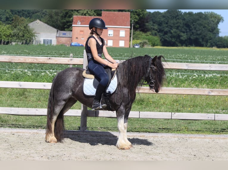 Tinker Jument 4 Ans 123 cm Rouan Bleu in Pepingen