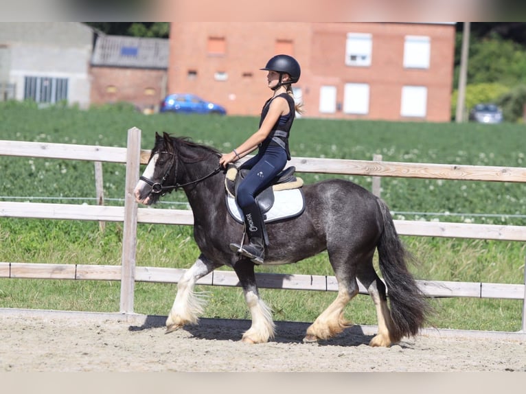 Tinker Jument 4 Ans 123 cm Rouan Bleu in Pepingen