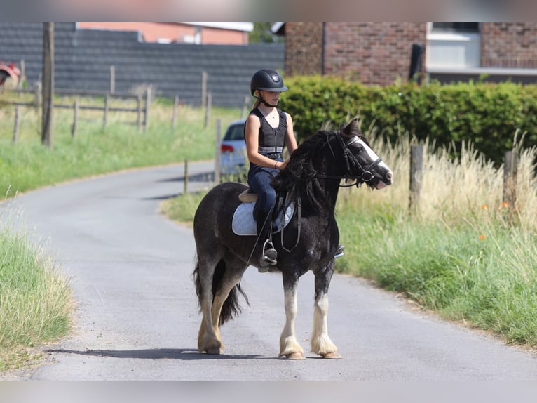 Tinker Jument 4 Ans 123 cm Rouan Bleu in Pepingen