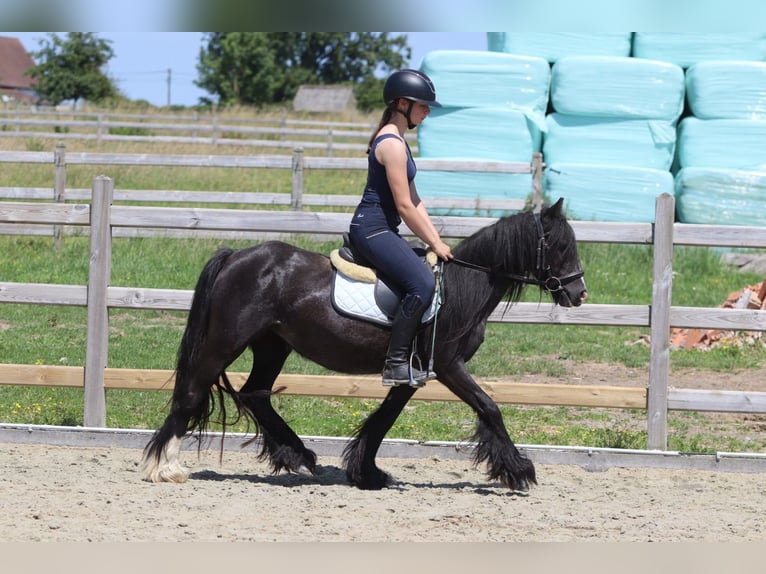 Tinker Jument 4 Ans 124 cm Noir in Pepingen