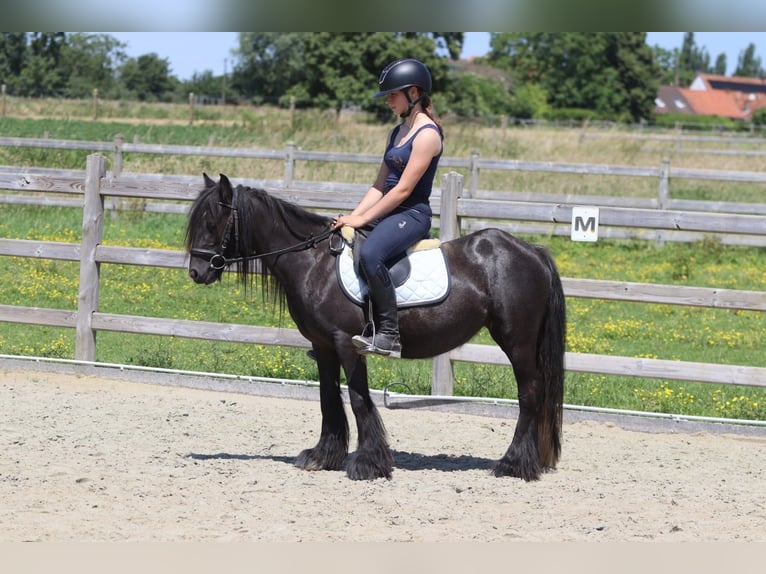 Tinker Jument 4 Ans 124 cm Noir in Pepingen