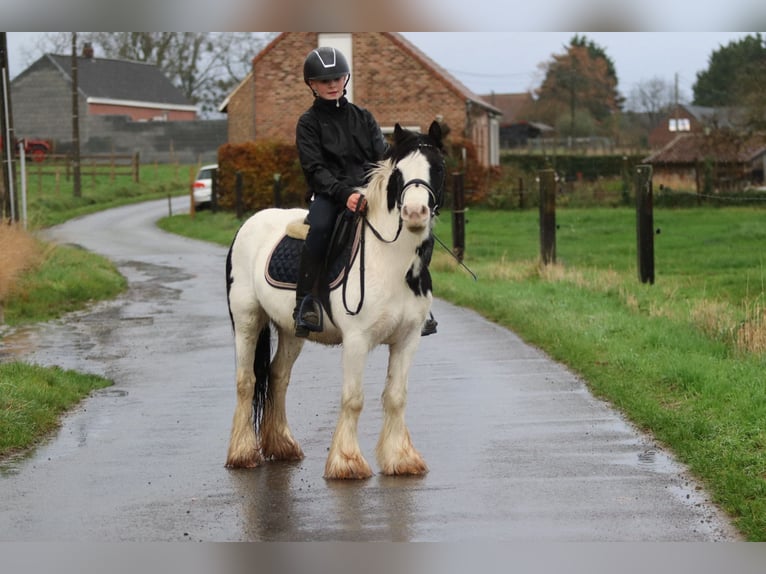 Tinker Jument 4 Ans 126 cm Pinto in Bogaarden