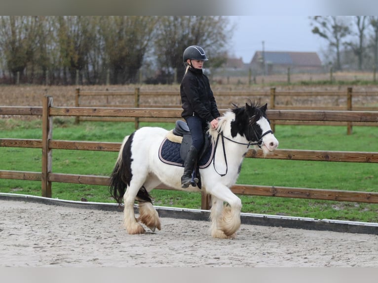 Tinker Jument 4 Ans 126 cm Pinto in Bogaarden