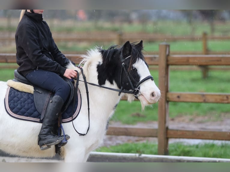 Tinker Jument 4 Ans 126 cm Pinto in Bogaarden