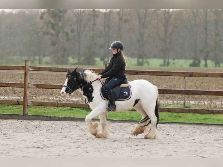 Tinker Jument 4 Ans 126 cm Pinto in Bogaarden