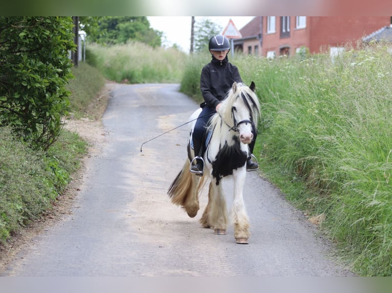 Tinker Jument 4 Ans 128 cm Pinto in Bogaarden