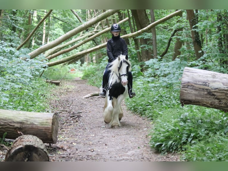 Tinker Jument 4 Ans 128 cm Pinto in Bogaarden