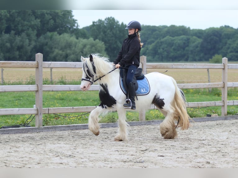 Tinker Jument 4 Ans 128 cm Pinto in Bogaarden