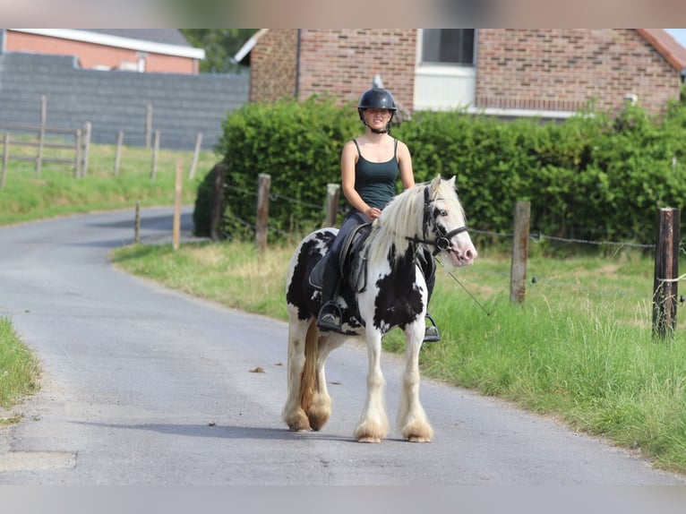 Tinker Jument 4 Ans 129 cm Pinto in Bogaarden