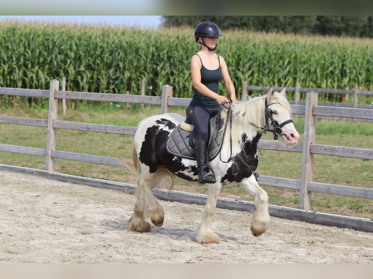 Tinker Jument 4 Ans 129 cm Pinto in Bogaarden